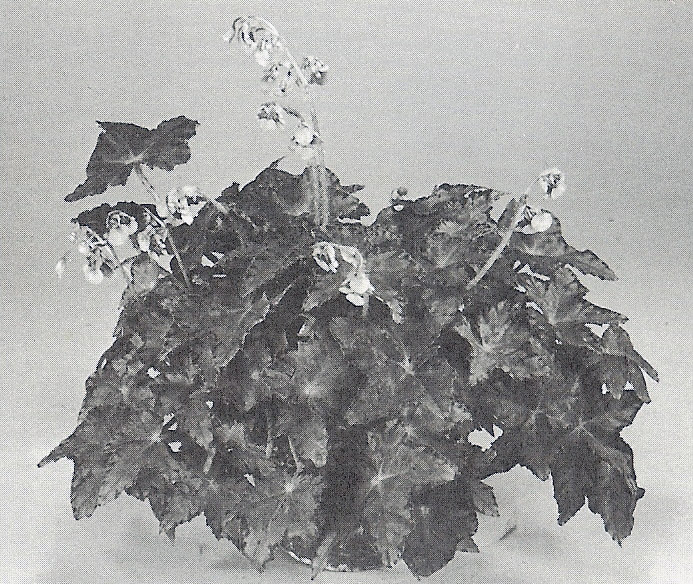 B. ‘Tatoosch’